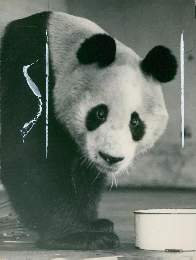 Giant panda Animal "Lien Ho". - Vintage Photograph