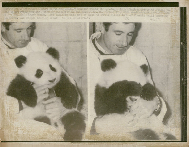 Giant panda Animal - Vintage Photograph