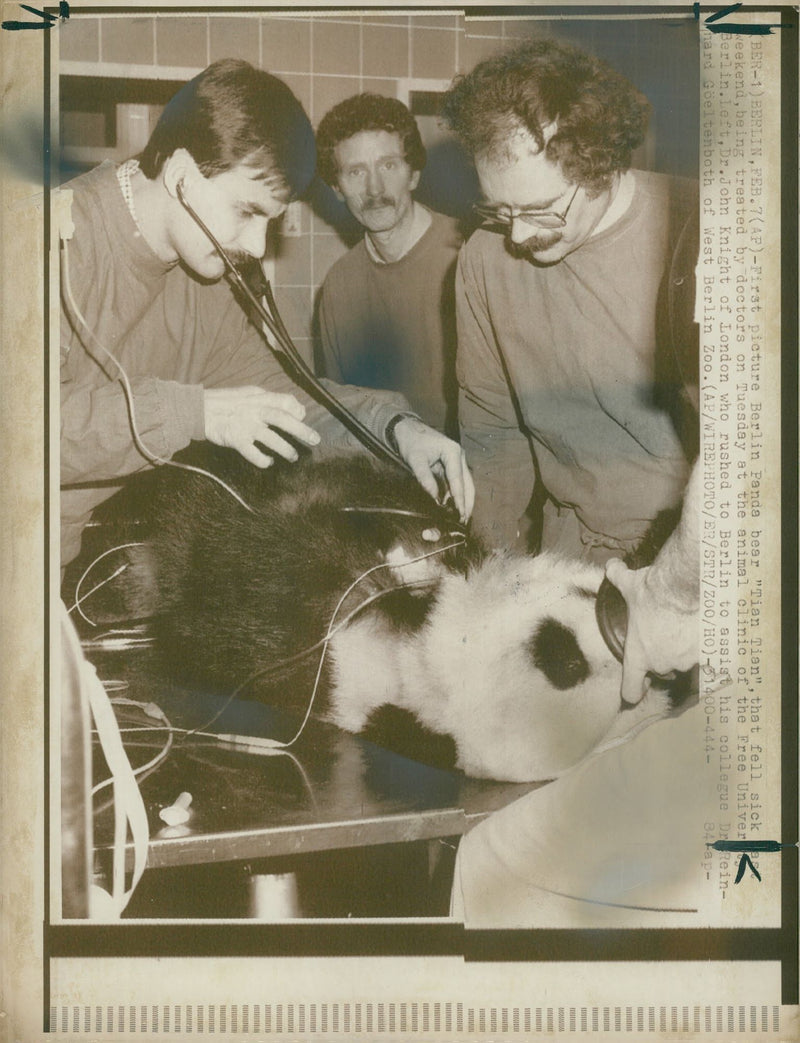 Giant panda Animal - Vintage Photograph