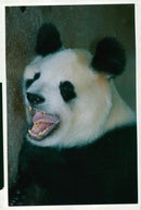 Ming ming the new panda at  London Zoo. - Vintage Photograph