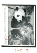 Bearing up. - Vintage Photograph