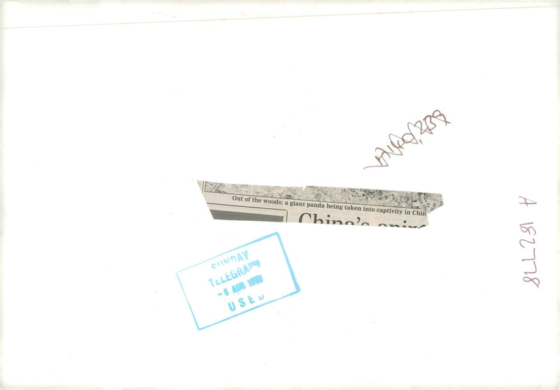 Out of the woods. - Vintage Photograph