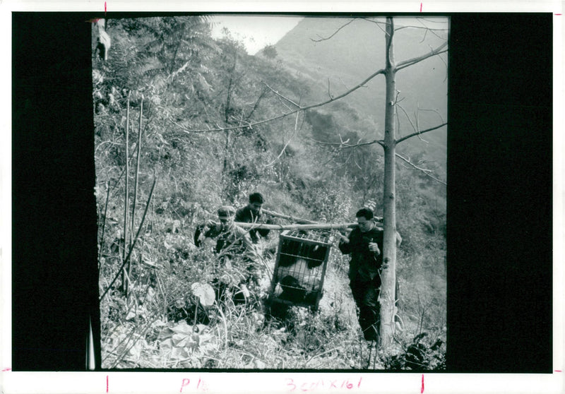 Out of the woods. - Vintage Photograph