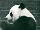 Giant panda Animal - Vintage Photograph