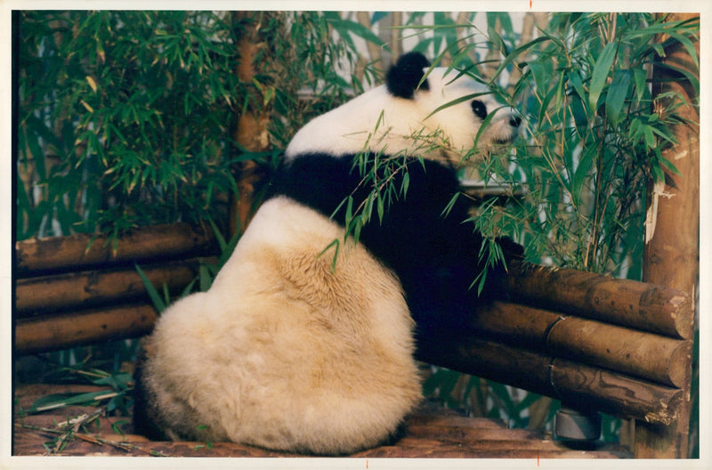 Ming ming the new panda at  London Zoo. - Vintage Photograph