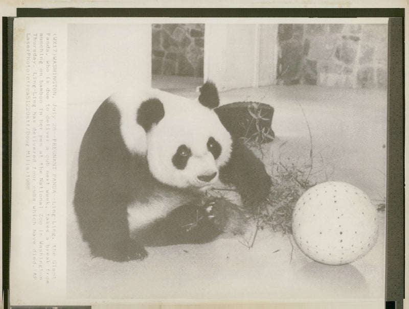 Giant panda Animal - Vintage Photograph