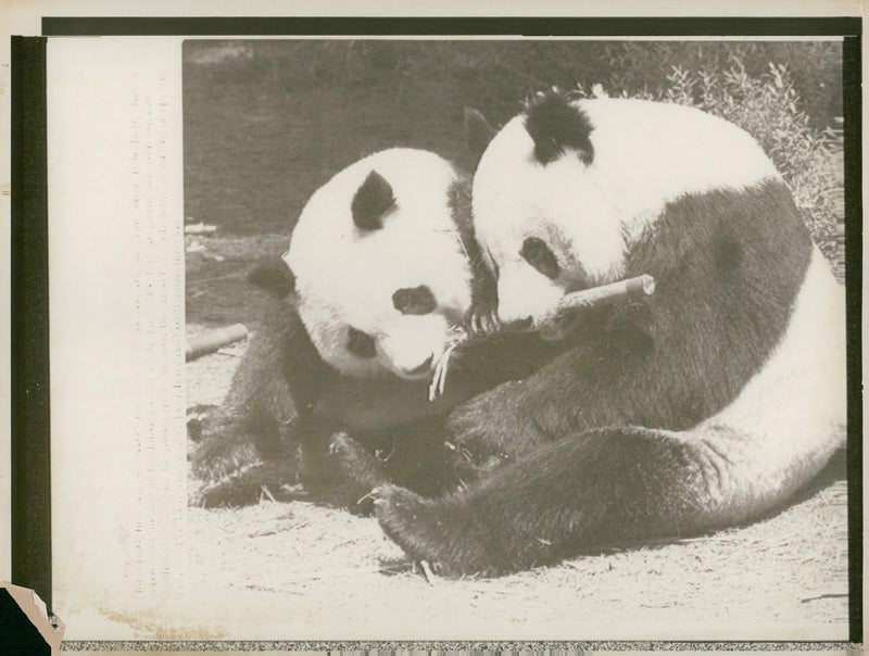 Giant panda Animal - Vintage Photograph