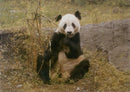 Giant panda Animal - Vintage Photograph