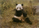 Giant panda Animal - Vintage Photograph