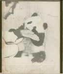 Giant panda Animal - Vintage Photograph