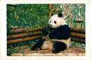 Ming ming the new panda at  London Zoo. - Vintage Photograph