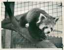 Tree climbing pandas make debut. - Vintage Photograph