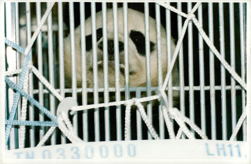 Bao bao - Vintage Photograph