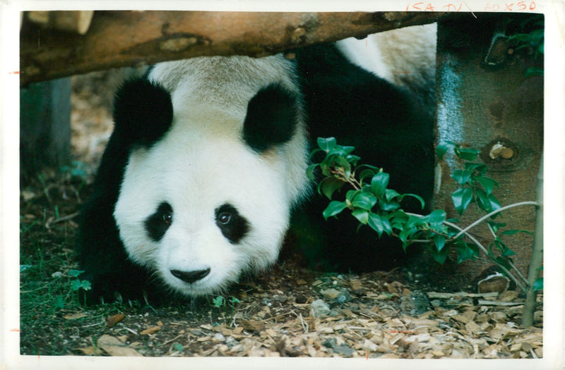 Ming ming the new panda at  London Zoo. - Vintage Photograph