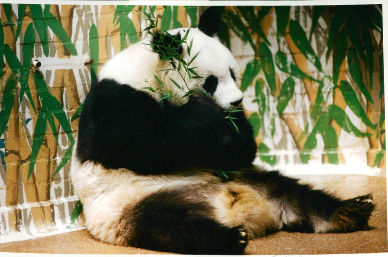 Ming ming the new panda at  London Zoo. - Vintage Photograph