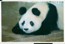 Ming ming the new panda at  London Zoo. - Vintage Photograph