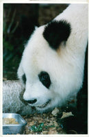 Ming ming the new panda at  London Zoo. - Vintage Photograph