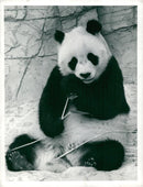 Giant panda Animal - Vintage Photograph