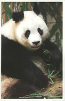 Ming ming - Vintage Photograph