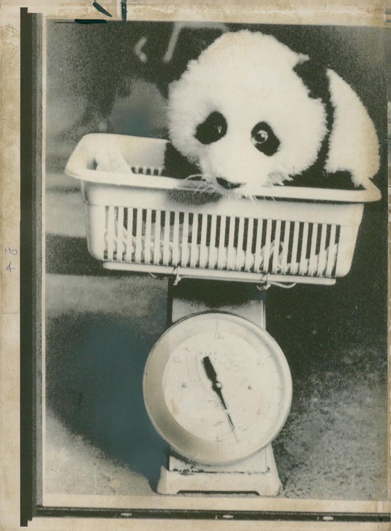 Giant panda Animal - Vintage Photograph