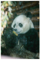 Bao bao becomes Ming ming's beau. - Vintage Photograph
