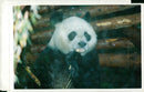 Bao bao becomes Ming ming's beau. - Vintage Photograph