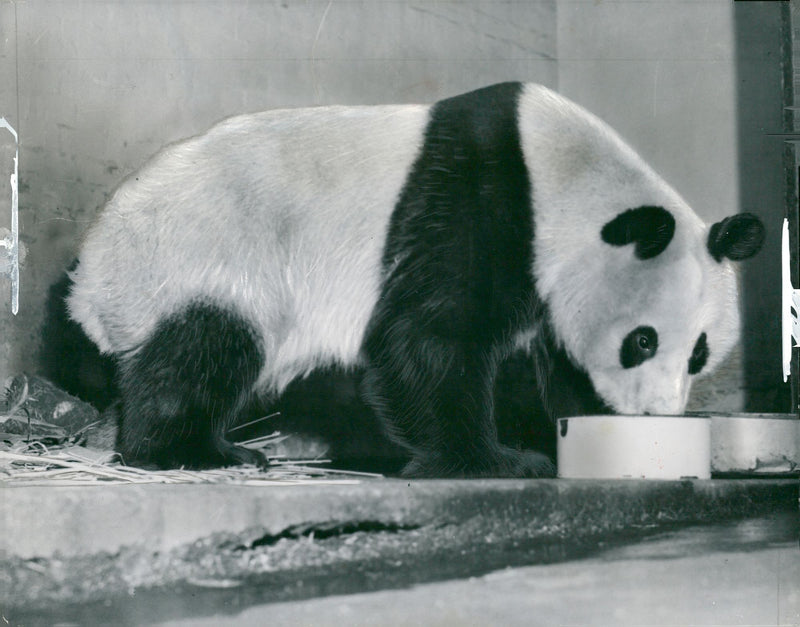 Giant panda on her feet. - Vintage Photograph