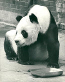 Chi Chi Giant panda - Vintage Photograph