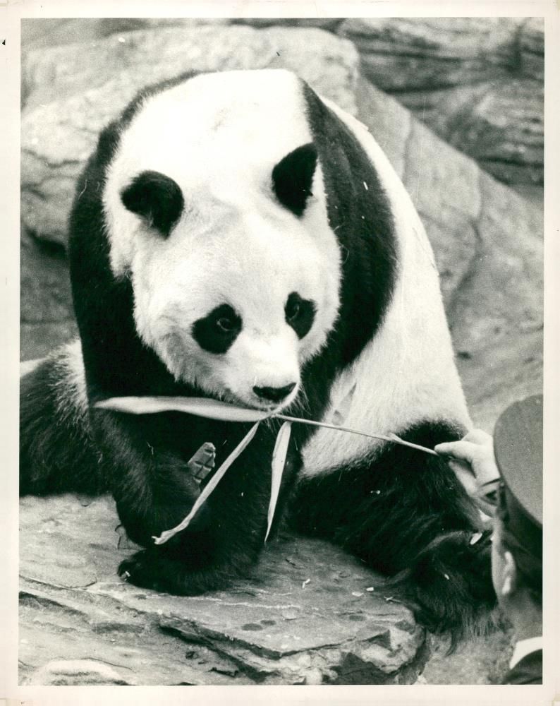 Chi Chi Giant panda - Vintage Photograph