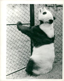 Chi Chi Giant panda - Vintage Photograph