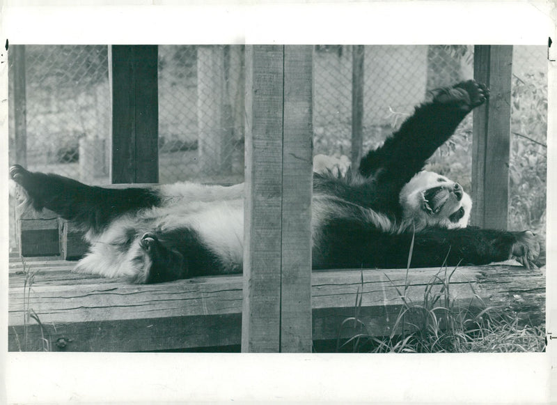 Chi Chi Giant panda - Vintage Photograph