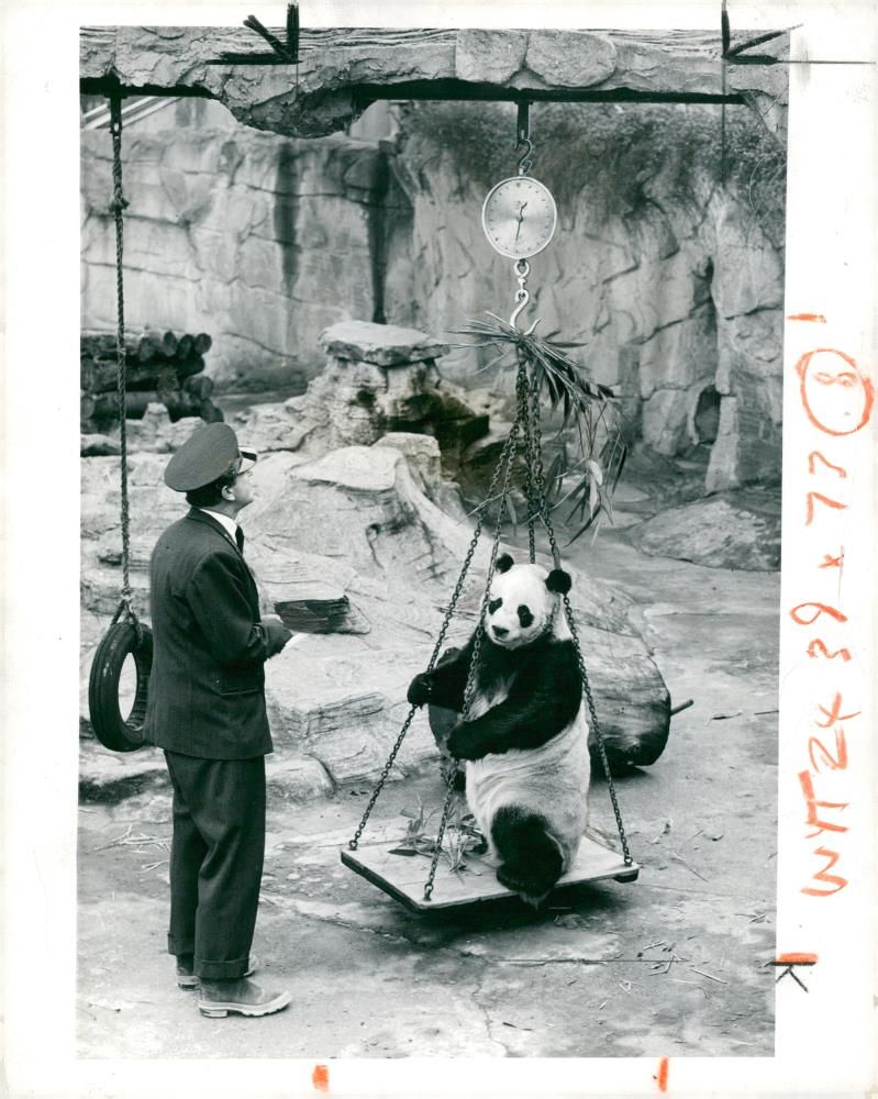 Chi Chi Giant panda - Vintage Photograph