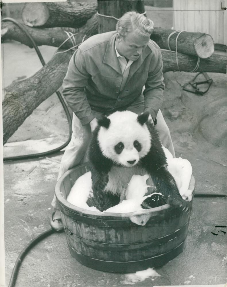 Chi Chi Giant panda - Vintage Photograph