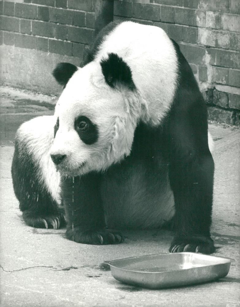 Chi Chi Giant panda - Vintage Photograph