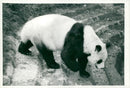 Chi Chi Giant panda - Vintage Photograph