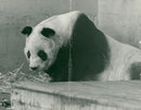 Chi Chi Giant panda - Vintage Photograph