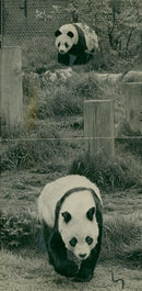 Chi Chi Giant panda - Vintage Photograph