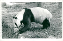 Chi Chi Giant panda - Vintage Photograph