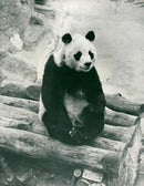 Chi Chi Giant panda - Vintage Photograph