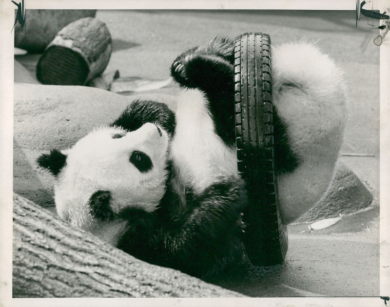 Chi Chi Giant panda - Vintage Photograph