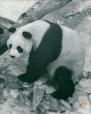 Chi Chi Giant panda - Vintage Photograph