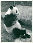 Chi Chi Giant panda - Vintage Photograph