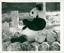 Chi Chi Giant panda - Vintage Photograph