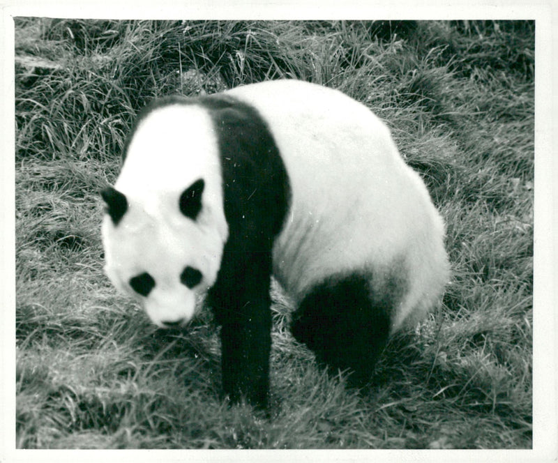 Chi Chi Giant panda - Vintage Photograph