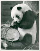 Chi Chi Giant panda - Vintage Photograph