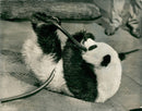 Chi Chi Giant panda - Vintage Photograph