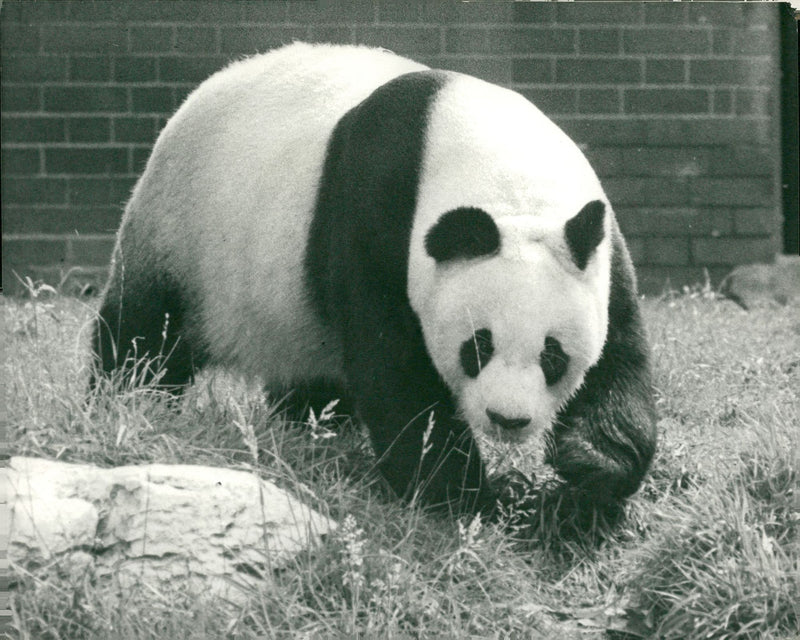 Chi Chi Giant panda - Vintage Photograph