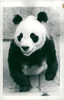 Chi Chi Giant panda - Vintage Photograph