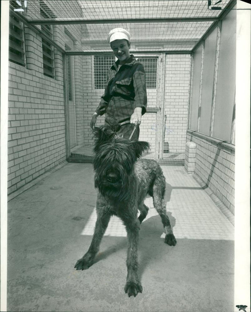 Dog: Bouvier Hound: Lover Boy - Vintage Photograph