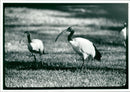 Ibis Bird - Vintage Photograph